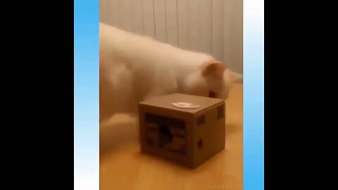Cute Cat Playing with Box #cats #catsplaying #funnyvideo