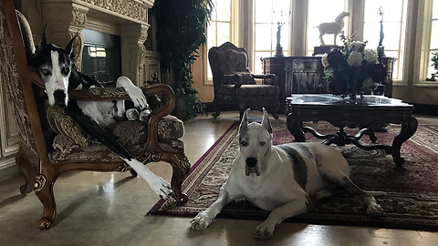 Max and Katie The Laid Back Great Dane Watch Dogs