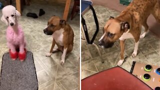 Shameful Dogs Guilty Of Eating A Whole Pound Of Beef