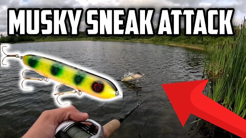 MUSKY STRIKES Big Topwater AGAIN! & Fisherman Thinks He Owns The Lake