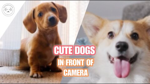 Cute dogs in front of camera