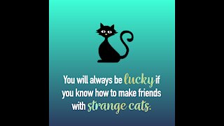 Lucky Friends Strange Cats [GMG Originals]