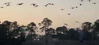 Landing Geese on Salt Creek. Cacophony then Silence