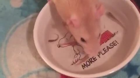 Pet rat fishes for her dinner