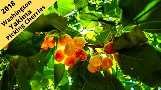 Washington state: Yakima, Picking Cherries at Barrett Orchards 2018