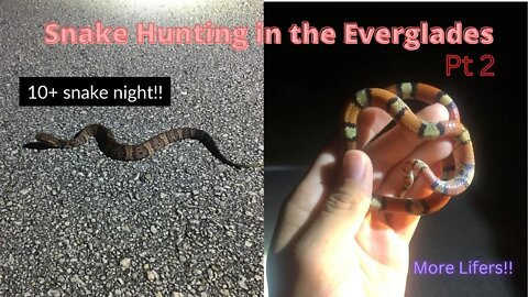 More lifers in the Everglades! Herping 2022!!! pt2