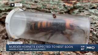 Murder hornets nesting soon