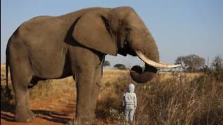Criança corajosa se aproxima de enorme elefante