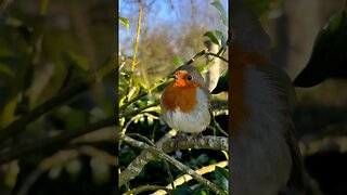 Beautiful singing🍃🐦