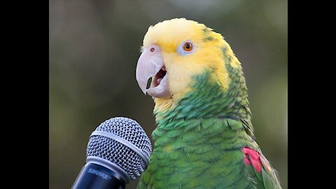 PARROT TALKING with other Birds | Luna the Female Indian Ring-Neck Parrot *Cute