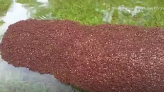These Strange Clumps Have Been Floating Through the Floods After Hurricane Harvey