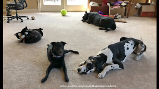 Happy Great Danes And Friends Love To Play With Toys