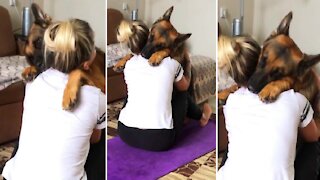 German Shepherd assist owner with her exercises