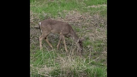 Grazing deer