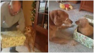 Dog receives a puppy for Christmas and is overcome by emotion