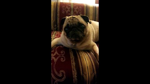 My pug