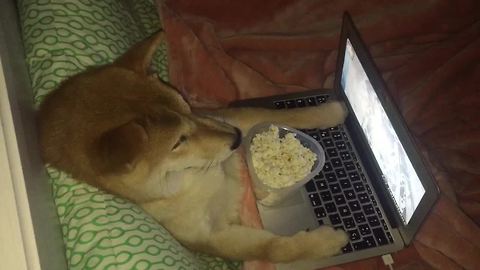 Dog makes popcorn, enjoys movie night