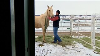 Dumb Friends League continues rehabilitating horse that was dragged by a truck in Grand County