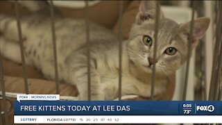 Waived adoption fee for kittens in Lee County