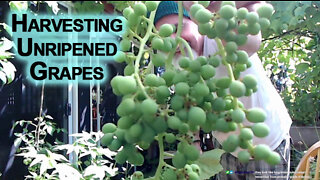 Harvesting Unripened Grapes, Used in Cooking Foods, Especially Meats, Gives Food a Tangy Taste ASMR