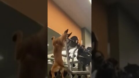 German Shepard Does Squats at the Gym?