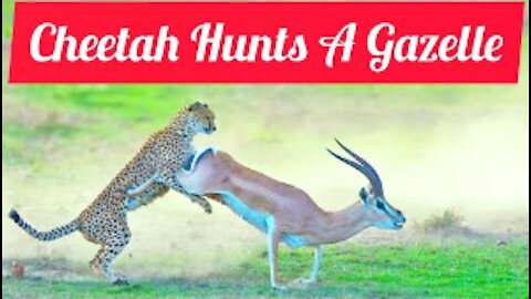 Cheetah Vs Thomson Gazelle - Hunting Moment