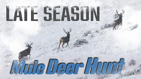 Hunting for Giant Mule Deer