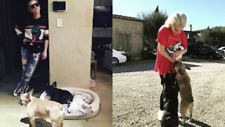 Lady Gaga's Dogs Were Stolen And Her Dog Walker Shot in Los Angeles