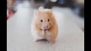 Hamster gets a makeup brush massage