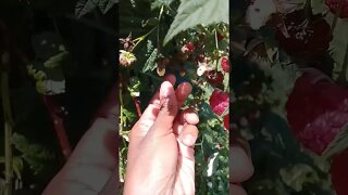 Japanese Beetles Eating Raspberries !! || Japanese Beetles