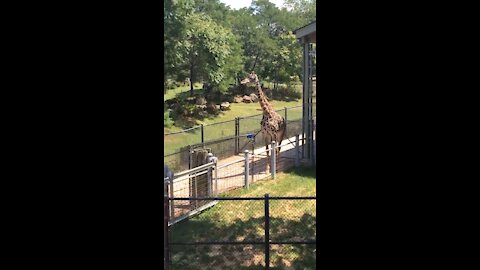 Family of giraffes at Cleveland Metropark’s Zoo