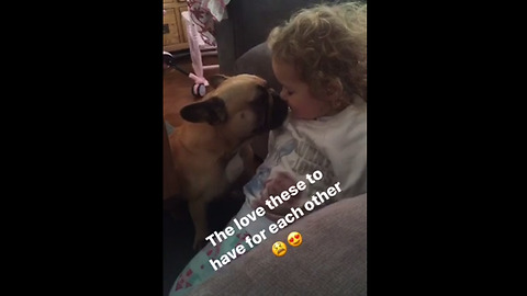 Frenchie and little girl share special moment