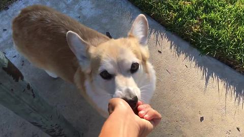 Agile Corgi flawlessly weaves through bike rack