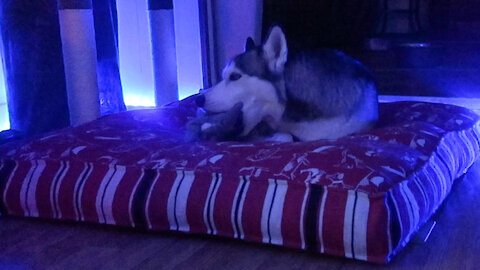 Husky Can't Sleep Without Her Stuffed Bunny