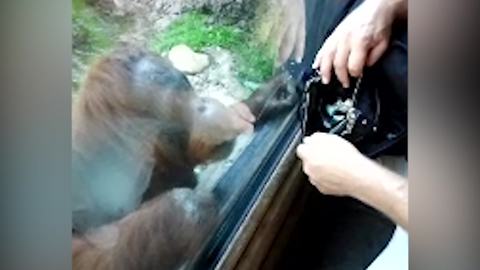 A Curious Orangutan Wants To Know What’s In A Bag