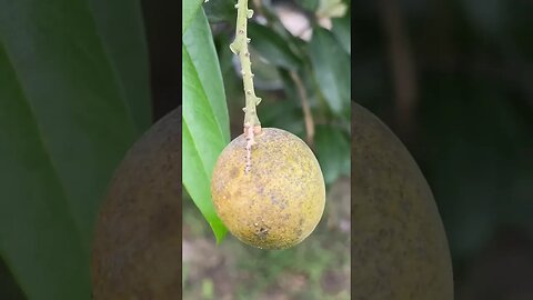 Can you name this fruit?