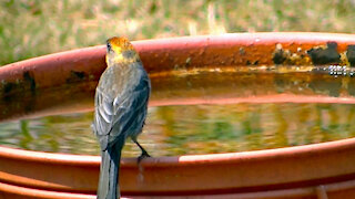 IECV NV #457 - 👀 Male House Finch Getting A Drink Of Water🐤 8-4-2017