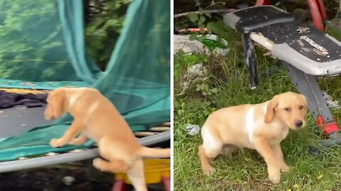 Puppy desperately wants to join kids on the trampoline