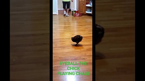 Eyeball the Chicken plays chase. #chicken #cute #funny #fail