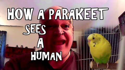 How a Parakeet Sees a Human