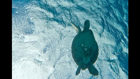 Snorkeling at Three Tables, North Shore Hawaii