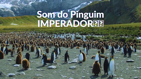 ✅🎵🎵🐧Som do Pinguim
