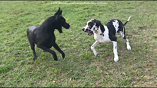 Rock and Rolling Great Danes Love To Run and Rumble