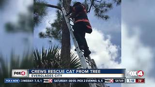 Fire crews rescue cat from tree