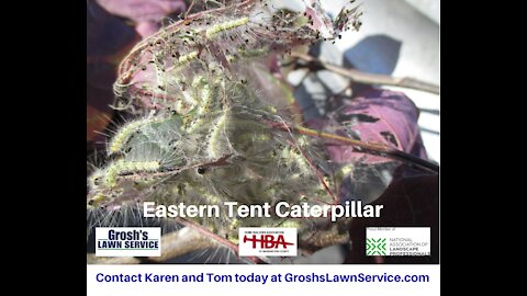 Eastern Tent Caterpillar Williamsport MD Tree Care GroshsLawnService.com Washington County Maryland