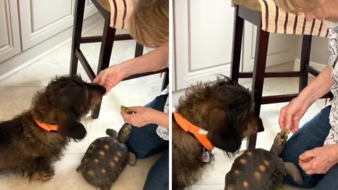 Hungry Pup And Turtle Share A Tasty Snack Together
