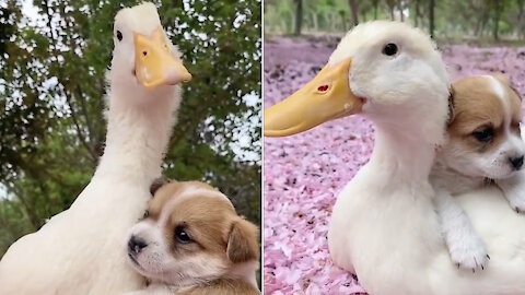 cute dog and duck ...