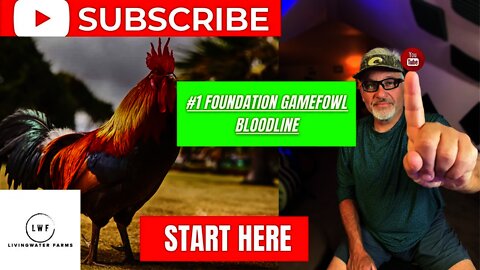 WHAT GAMEFOWL Foundation Bloodline You Should Start With // BREEDING 101