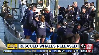 Rescued pilot whales released back into the Gulf after being found beached on Redington Beach