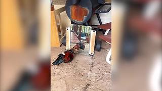 "Angry Rooster Fights His Own Reflection In Mirror"